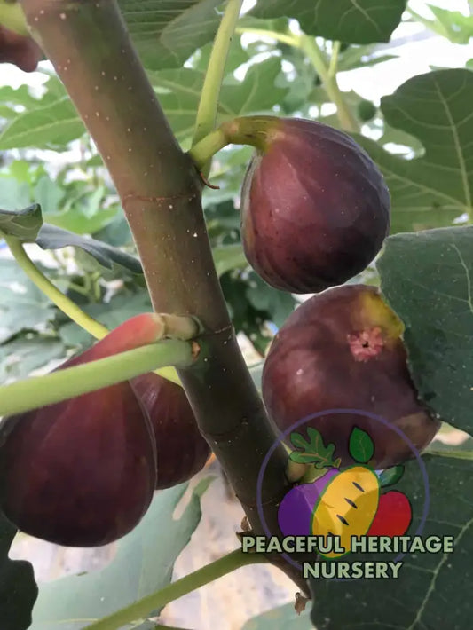 Kessariani Fig - NEW!!! Naturally Grown MEDIUM 1-2’ ORGANIC
