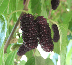 Asheville Delite Mulberry Tree | Naturally Grown
