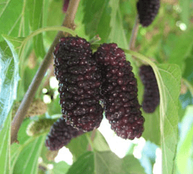 'Sixth Street' Mulberry Tree - Naturally Grown