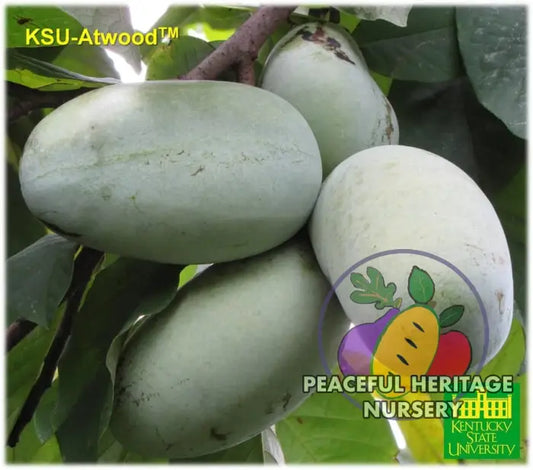 KSU Atwood ™ Pawpaw Tree - NATURALLY GROWN SUPREME GRADE 3’ + Pawpaw Trees For Sale