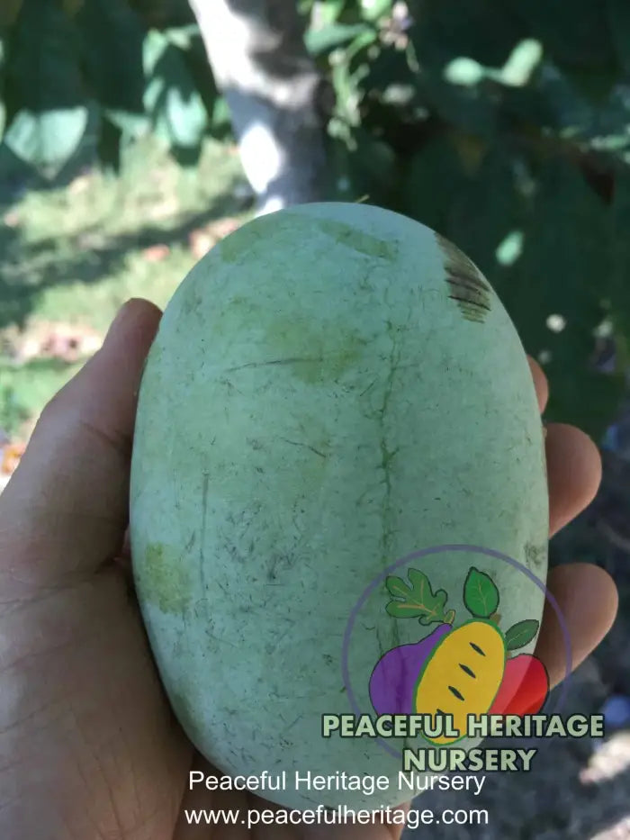 KSU Atwood ™ Pawpaw Tree - NATURALLY GROWN Pawpaw Trees For Sale