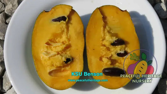 KSU Benson ™ Pawpaw Tree - NATURALLY GROWN Medium 12-18’’ Pawpaw Trees For Sale