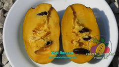 KSU Benson Pawpaw Tree | Naturally Grown