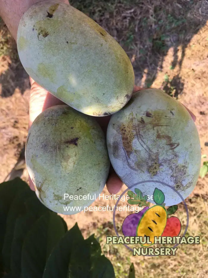 KSU Benson ™ Pawpaw Tree - NATURALLY GROWN Pawpaw Trees For Sale