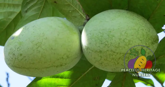 KSU Benson ™ Pawpaw Tree - NATURALLY GROWN Pawpaw Trees For Sale