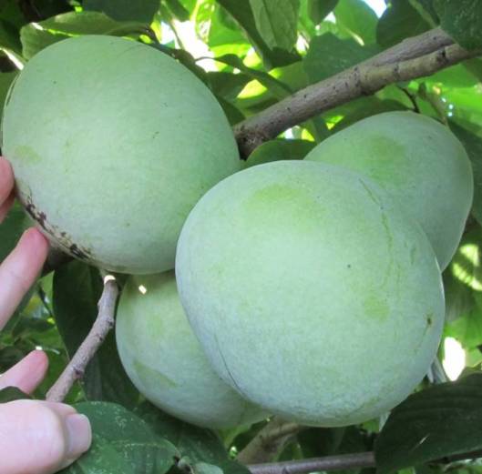 KSU Benson Pawpaw Tree | Naturally Grown
