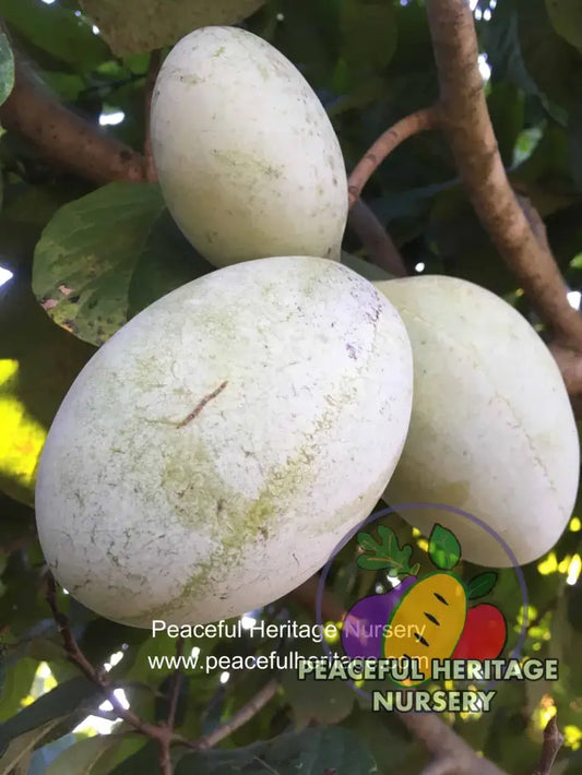 KSU Chappell ™ Pawpaw Tree - NATURALLY GROWN Medium 12-18’’ Pawpaw Trees For Sale
