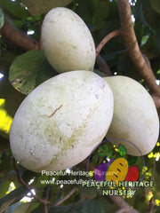 KSU Chappell Pawpaw Tree | Peaceful Heritage Nursery