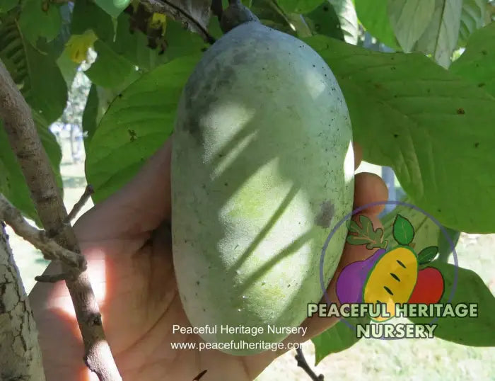 KSU Chappell ™ Pawpaw Tree - NATURALLY GROWN Pawpaw Trees For Sale