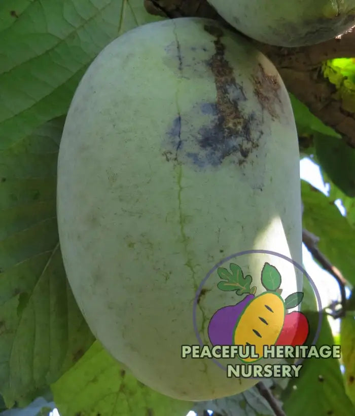 KSU Chappell ™ Pawpaw Tree - NATURALLY GROWN Pawpaw Trees For Sale