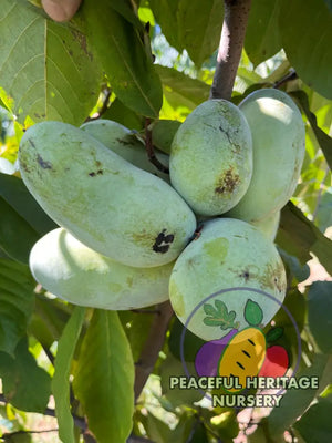 KSU Dunnigan TM Pawpaw Tree (KSU 7-1) | Peaceful Heritage Nursery