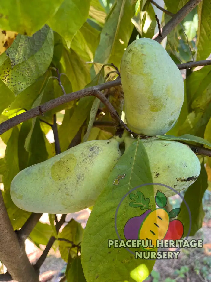 KSU Dunnigan TM Pawpaw Tree | Peaceful Heritage Nursery Pawpaw Trees For Sale
