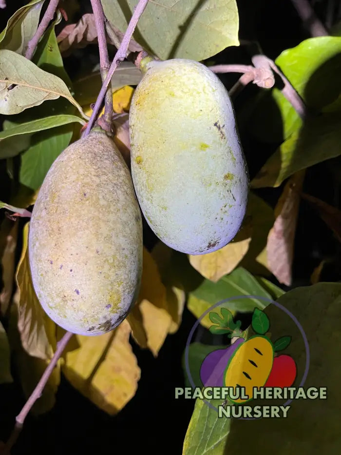 KSU Pomper’s Choice TM Pawpaw Tree | Peaceful Heritage Nursery Pawpaw Trees For Sale
