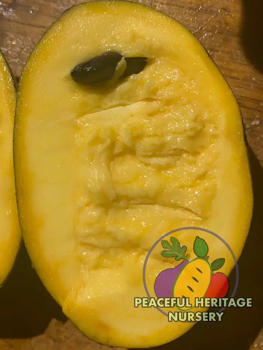 KSU Pomper’s Choice TM Pawpaw Tree | Peaceful Heritage Nursery Pawpaw Trees For Sale