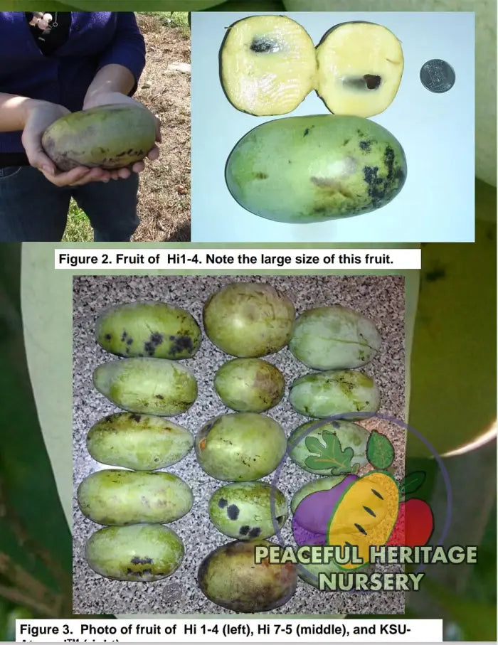 KSU Pomper’s Choice TM Pawpaw Tree | Peaceful Heritage Nursery Pawpaw Trees For Sale