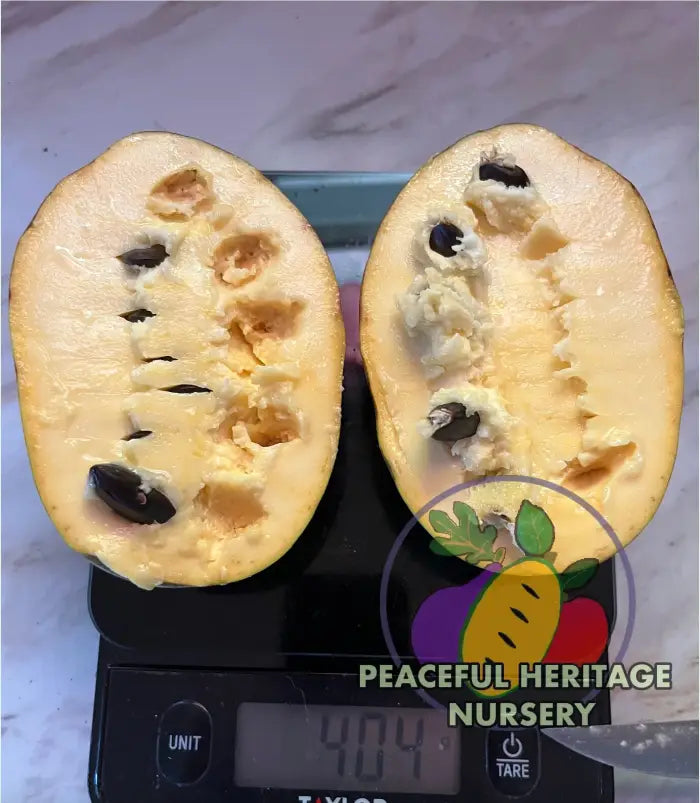 KSU Pomper’s Choice TM Pawpaw Tree | Peaceful Heritage Nursery Pawpaw Trees For Sale