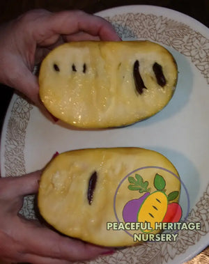 KY Legend Titan Pawpaw Tree | Peaceful Heritage Nursery