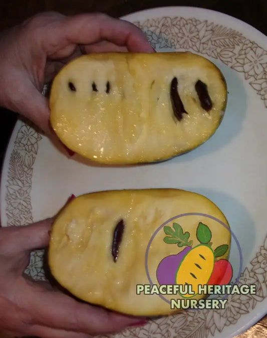KY Legend ’Titan’ Pawpaw Tree - Naturally Grown Medium 12-18’’ Pawpaw Trees For Sale