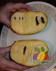 KY Legend Titan Pawpaw Tree | NATURALLY GROWN