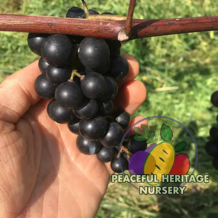 Lomanto Grape - Naturally Grown Grape Vines For Sale