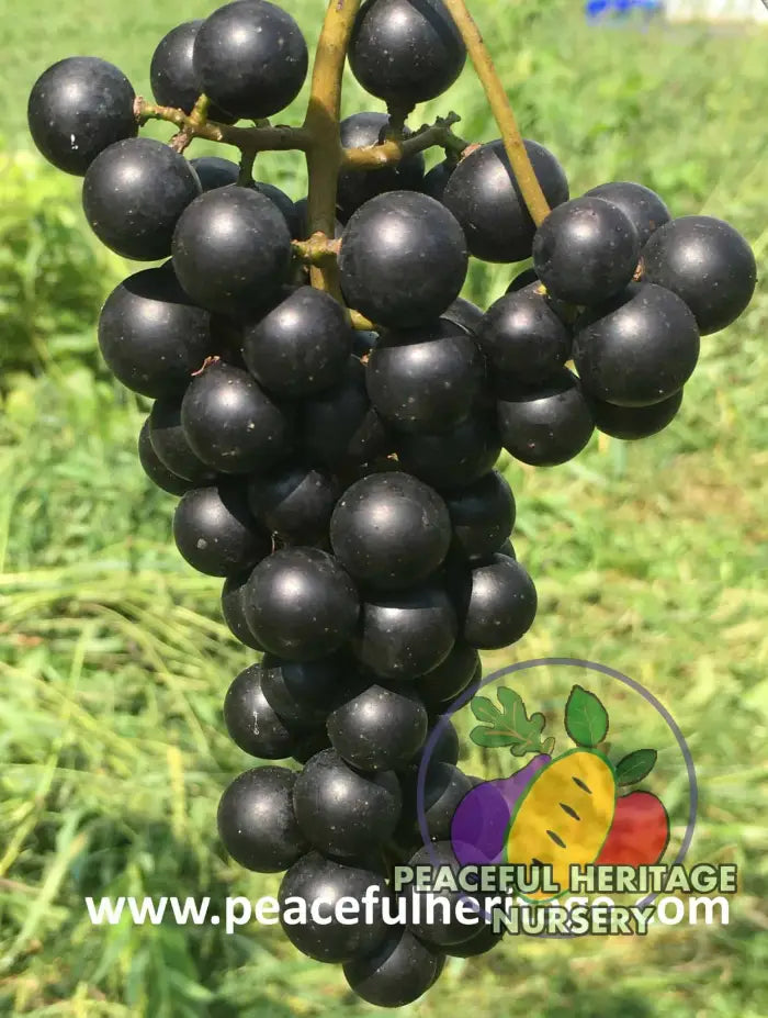 Lomanto Grape - Naturally Grown