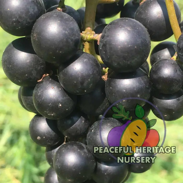 Lomanto Grape - Naturally Grown Grape Vines For Sale