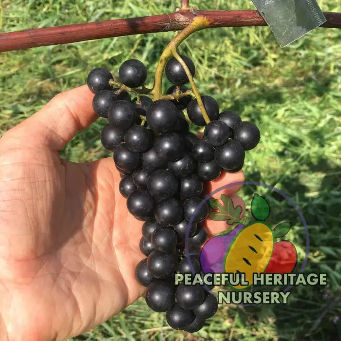 Lomanto Grape - Naturally Grown Grape Vines For Sale