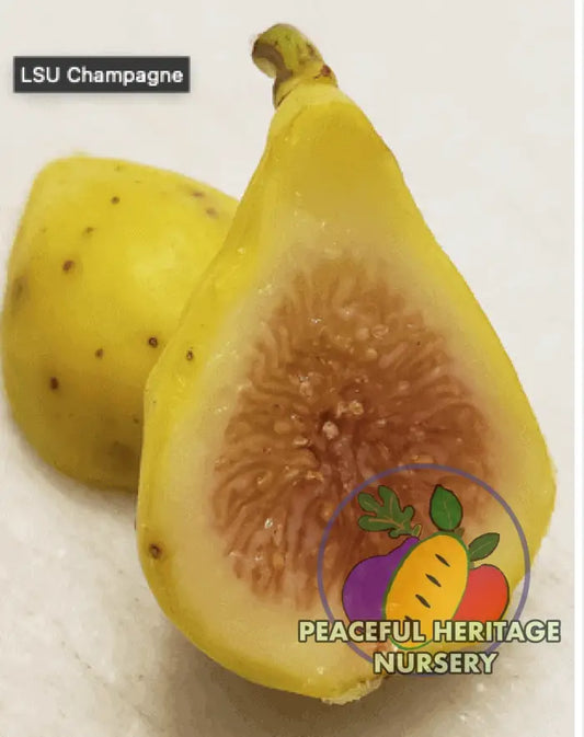 LSU Champagne Fig Tree - Naturally Grown LARGE 2-4’ ORGANIC