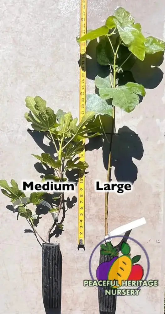 LSU Champagne Fig Tree | Naturally Grown - ORGANIC