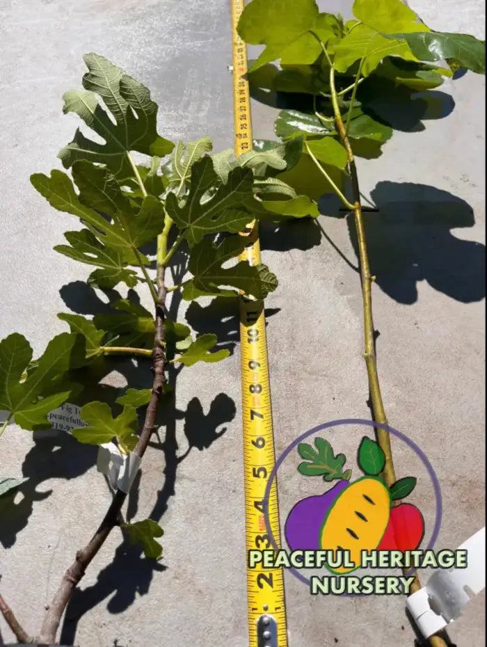 LSU Champagne Fig Tree | Naturally Grown - ORGANIC