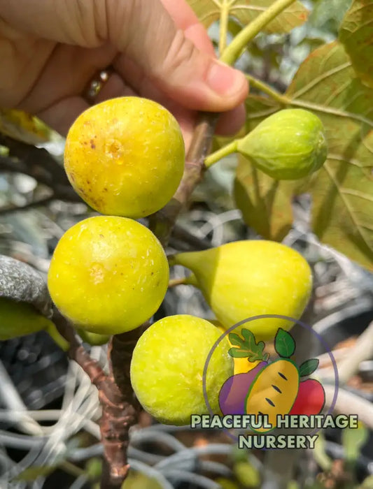 LSU Champagne Fig Tree | Naturally Grown - ORGANIC