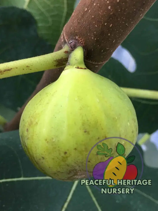 LSU Gold Fig - Naturally Grown MEDIUM 1-2’ Naturally Grown Fig Trees For Sale