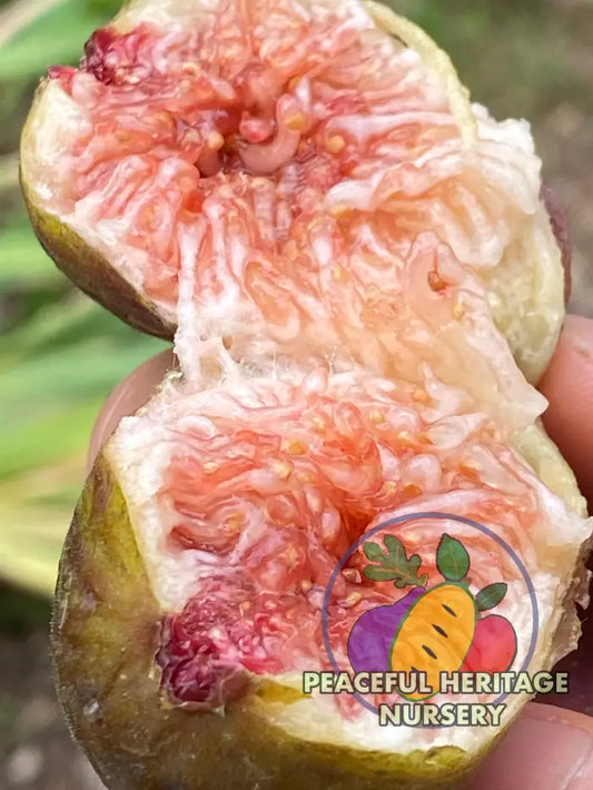LSU Improved Celeste Fig | Naturally Grown - Naturally Grown Fig Trees For Sale