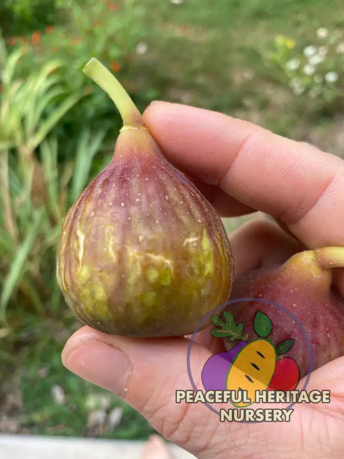 LSU Improved Celeste Fig | Naturally Grown - Naturally Grown Fig Trees For Sale
