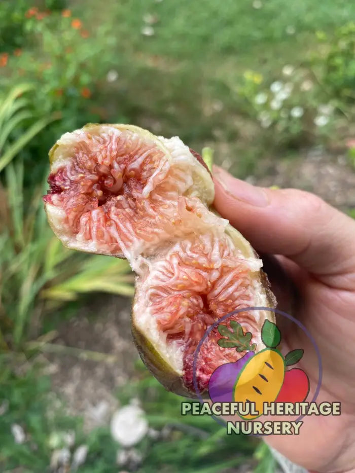 LSU Improved Celeste Fig | Naturally Grown - Naturally Grown Fig Trees For Sale