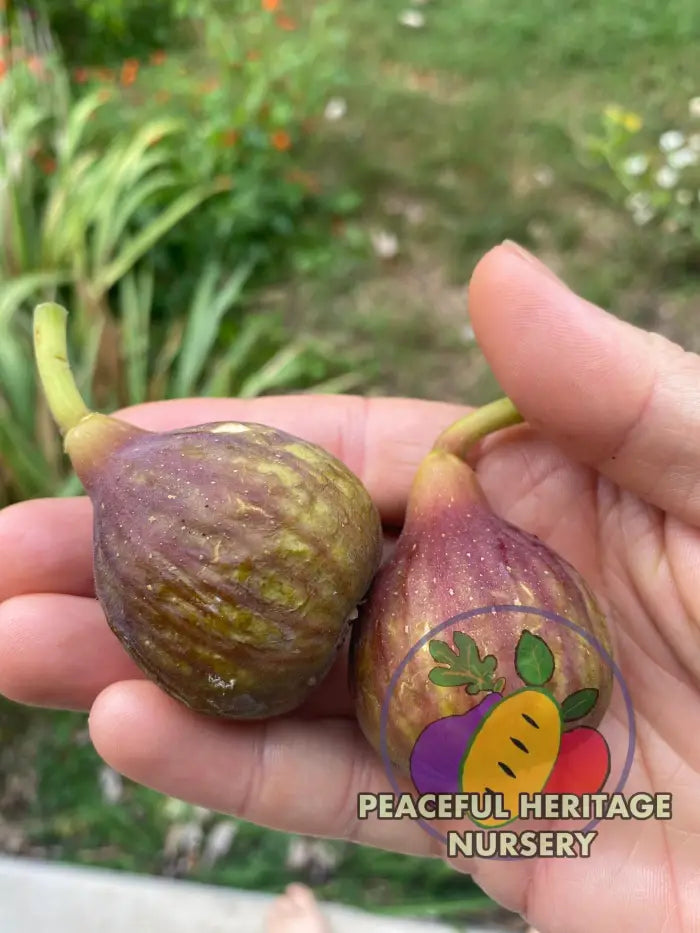 LSU Improved Celeste Fig | Naturally Grown - Naturally Grown Fig Trees For Sale