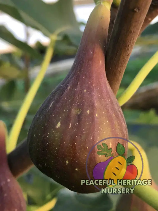 LSU O’Rourke Fig - Naturally Grown MEDIUM 1-2 ft Naturally Grown Fig Trees For Sale