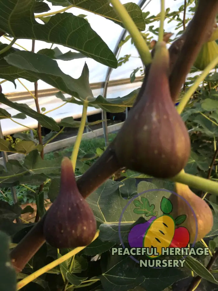 LSU O’Rourke Fig - Naturally Grown Naturally Grown Fig Trees For Sale