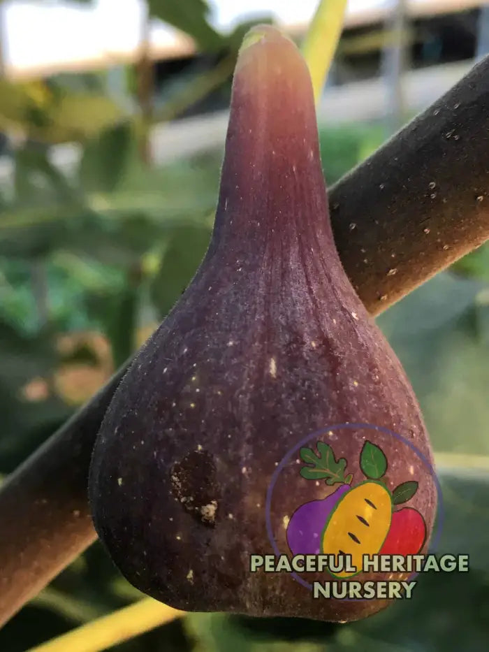 LSU O’Rourke Fig - Naturally Grown Naturally Grown Fig Trees For Sale