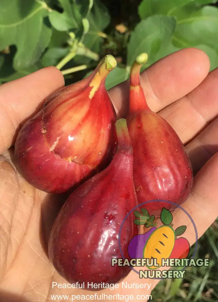 LSU Purple Fig - Naturally Grown MEDIUM 1-2’ ORGANIC