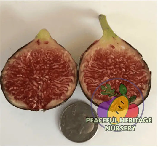 LSU Red Fig Tree - Naturally Grown MEDIUM 1-2’ Naturally Grown Fig Trees For Sale