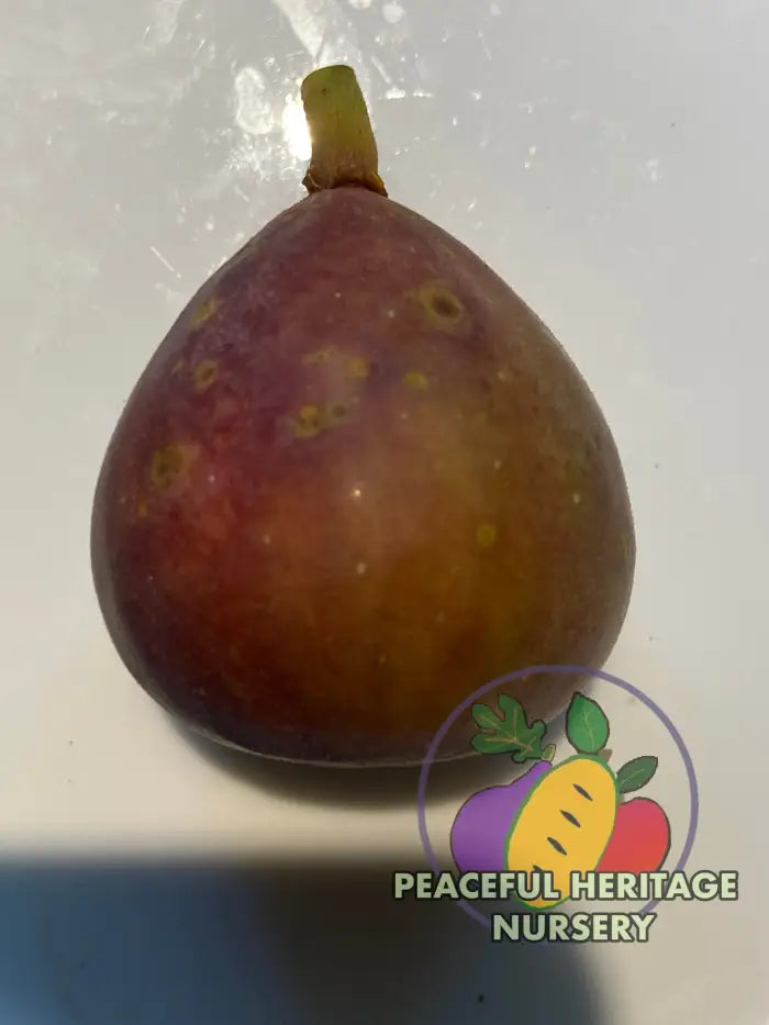 LSU Red Fig Tree - Naturally Grown - Naturally Grown Fig Trees For Sale