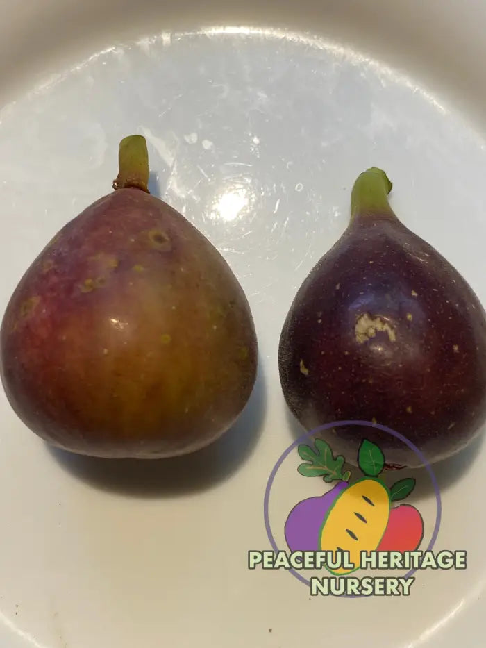 LSU Red Fig Tree - Naturally Grown - Naturally Grown Fig Trees For Sale