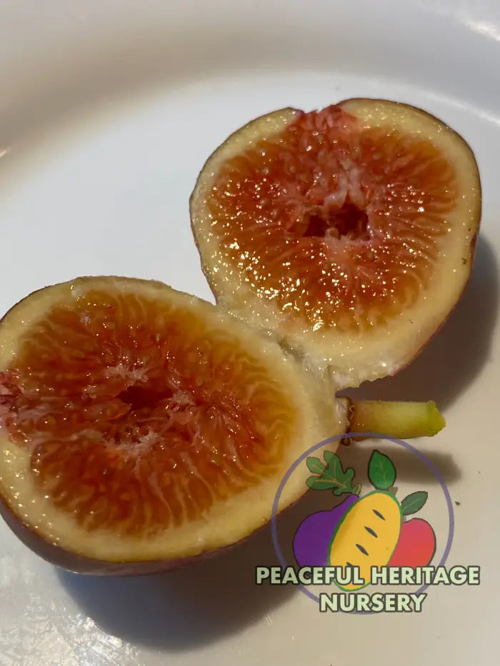 LSU Red Fig Tree - Naturally Grown