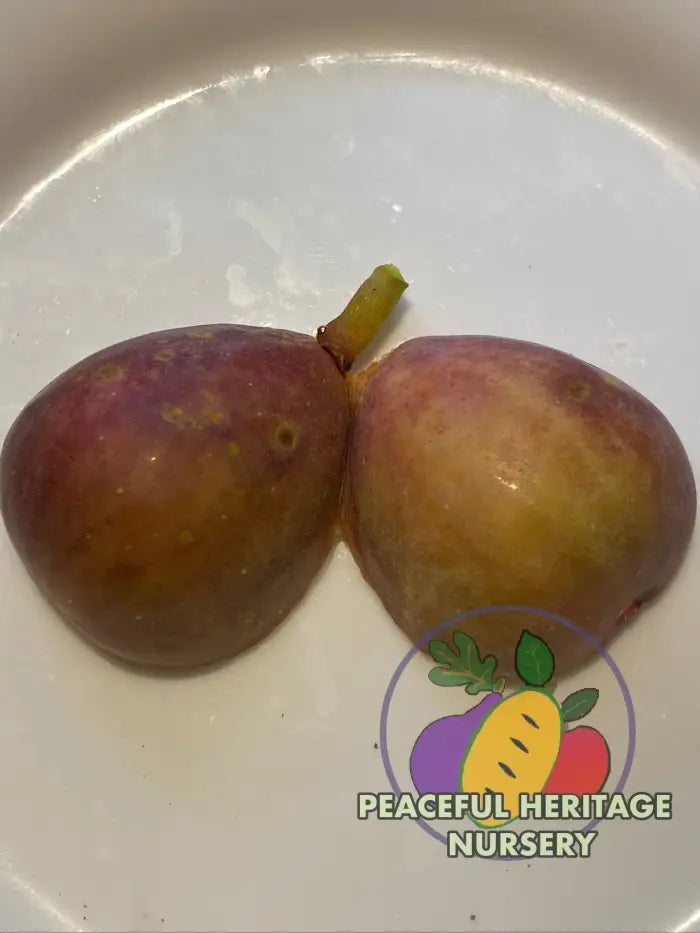 LSU Red Fig Tree - Naturally Grown - Naturally Grown Fig Trees For Sale