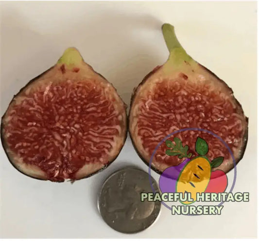LSU Scott’s Black Fig Tree - Naturally Grown LARGE 2-4’ ORGANIC