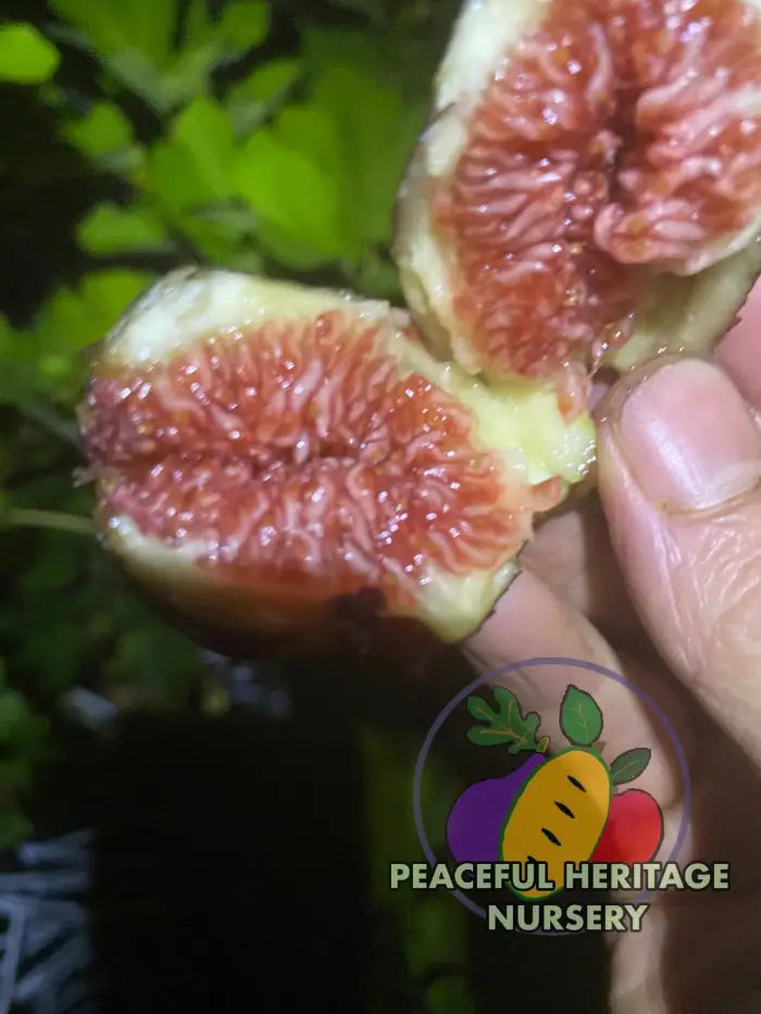 LSU Scott’s Black Fig Tree | Naturally Grown - ORGANIC