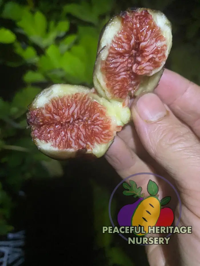LSU Scott’s Black Fig Tree | Naturally Grown - ORGANIC