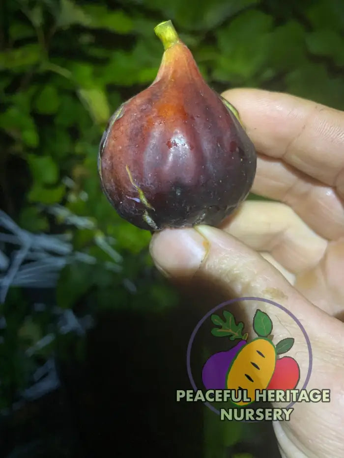 LSU Scott’s Black Fig Tree | Naturally Grown - ORGANIC