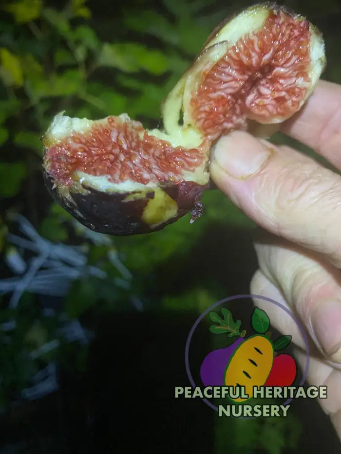 LSU Scott’s Black Fig Tree | Naturally Grown - ORGANIC